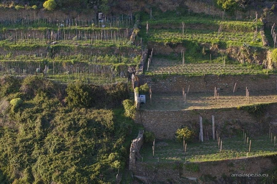 Corniglia | Guide Turistiche Liguria Corniglia | Guide Turistiche Liguria